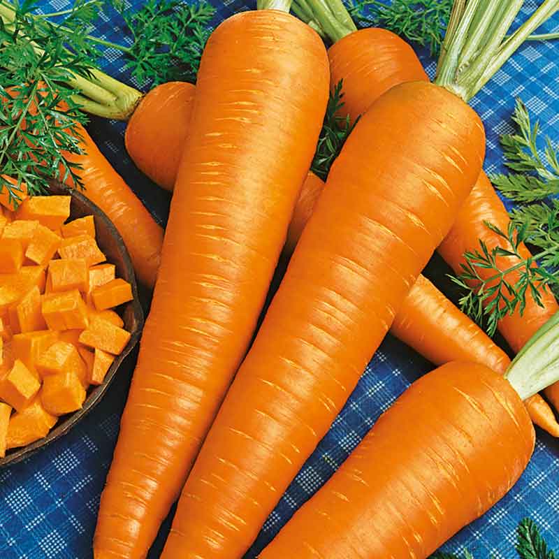 Organic Carrot Seeds - Danvers 126