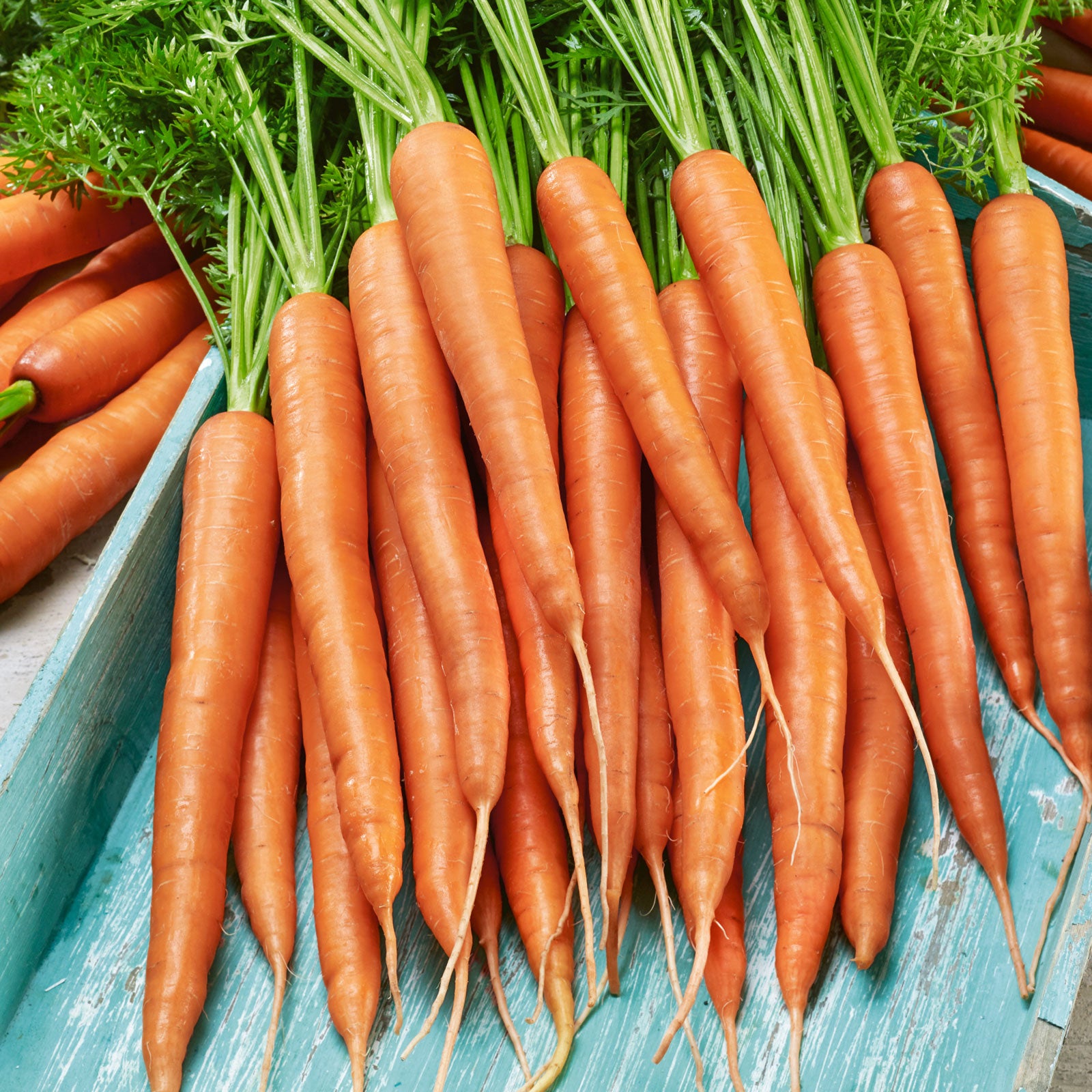 Organic Carrot Seeds - Little Finger