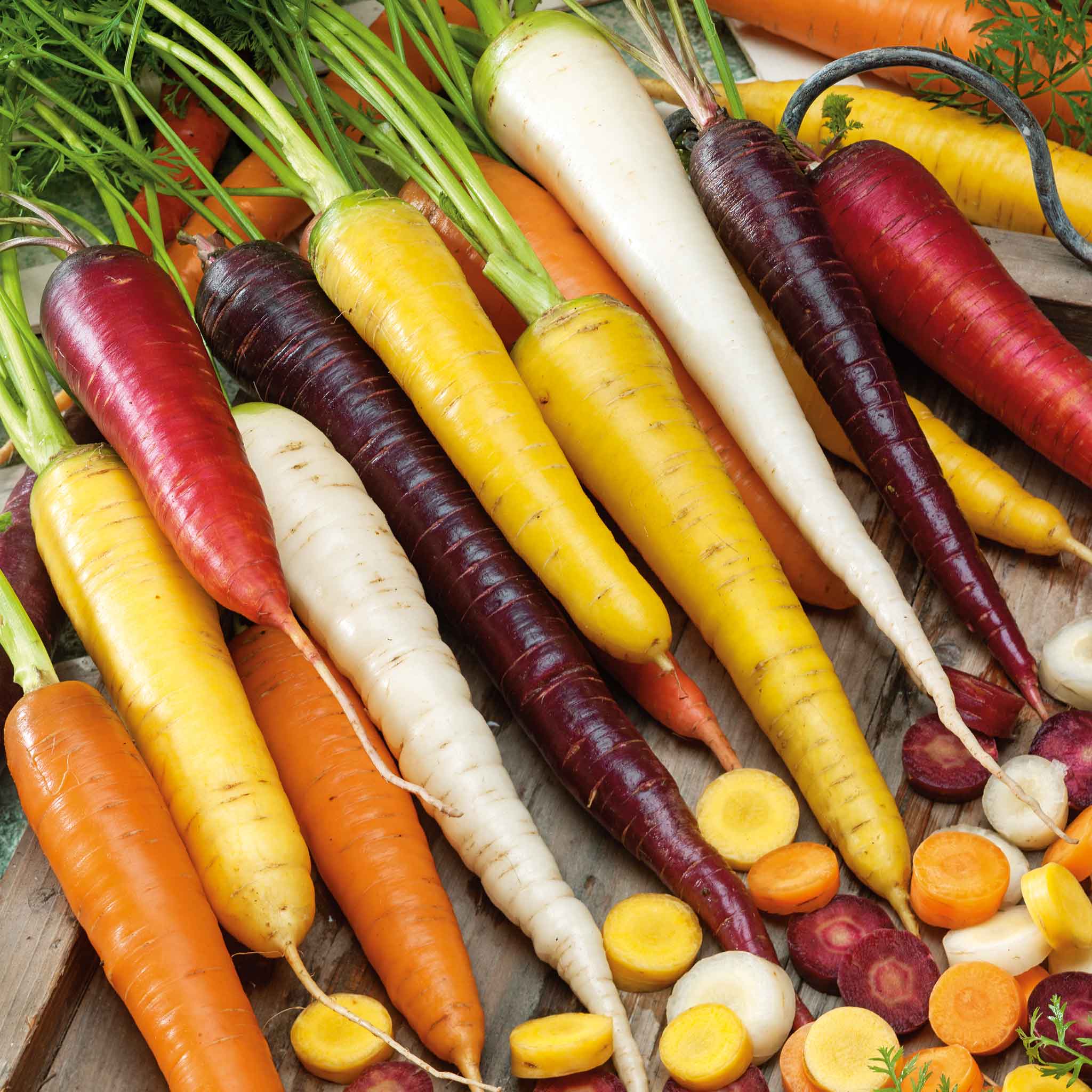 Organic Carrot Seeds - Rainbow Blend