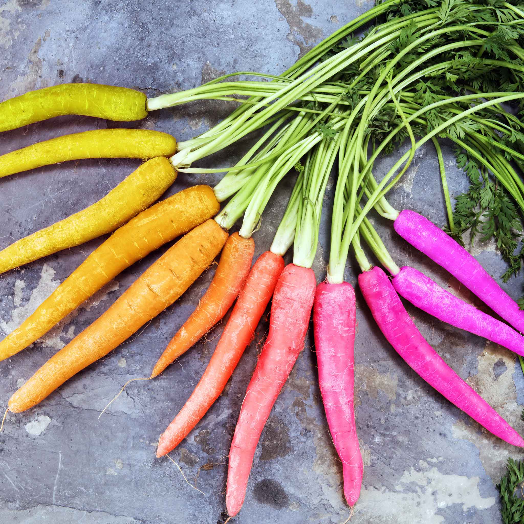 Organic Carrot Seeds - Rainbow Blend