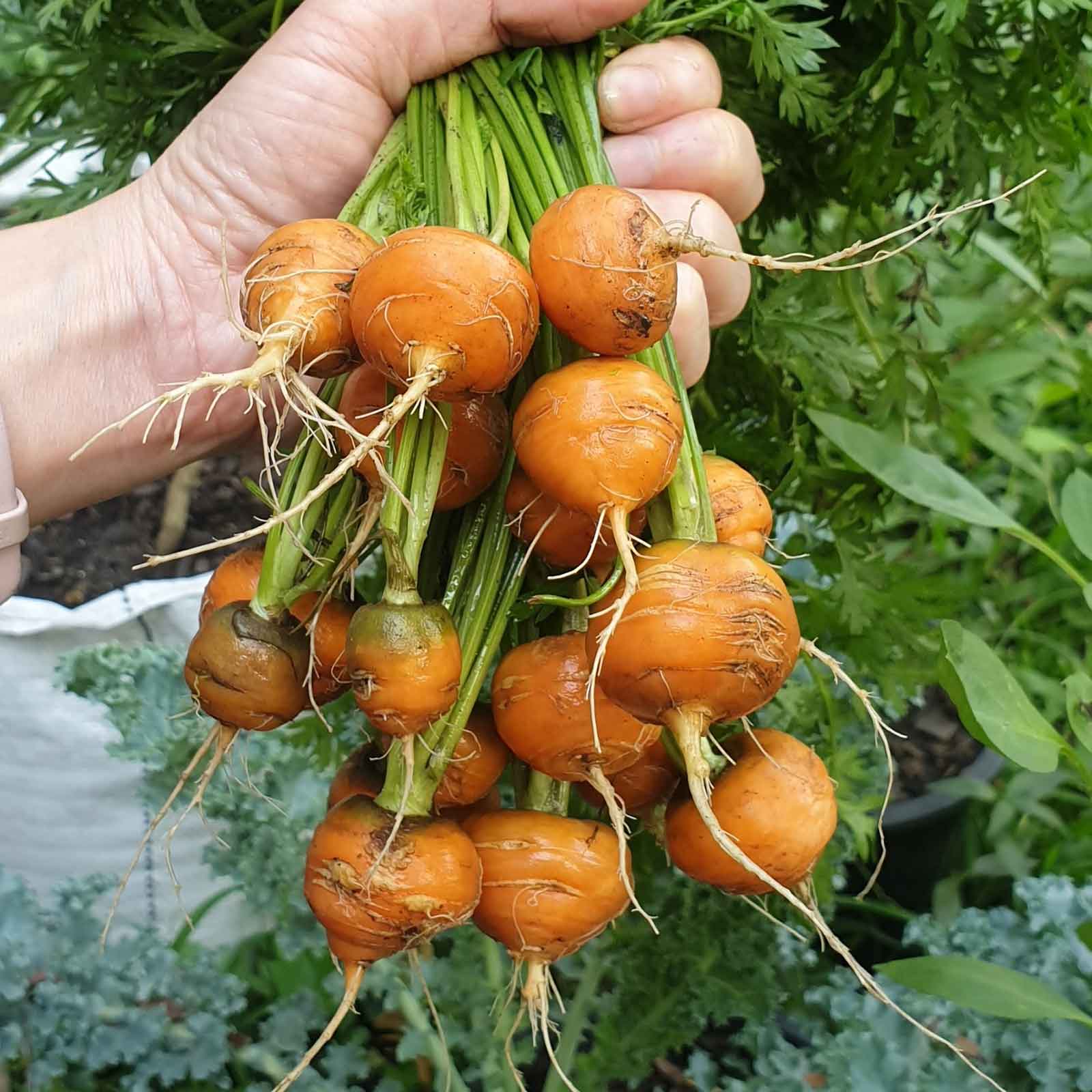 Carrot Seeds - Parisian