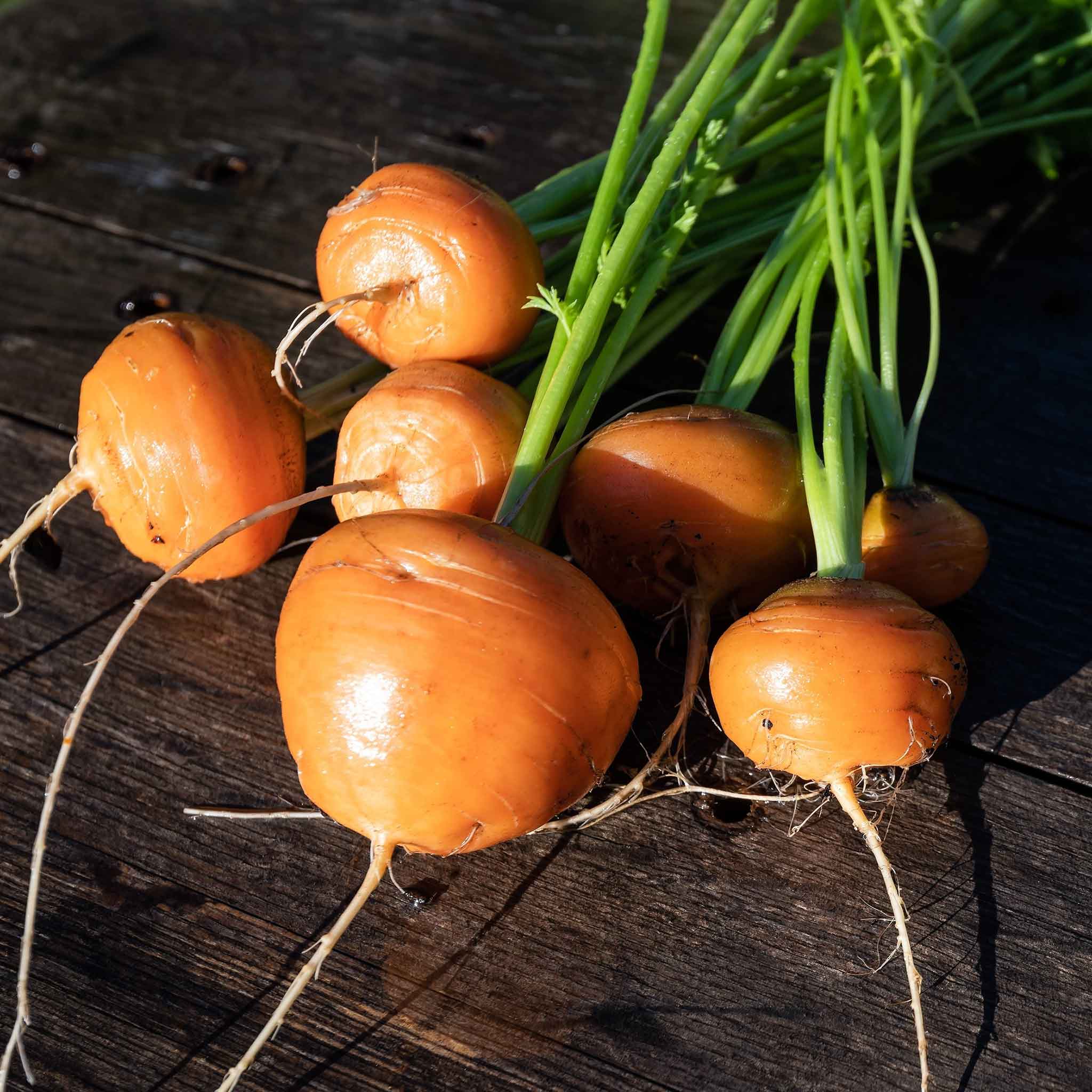 Carrot Seeds - Parisian