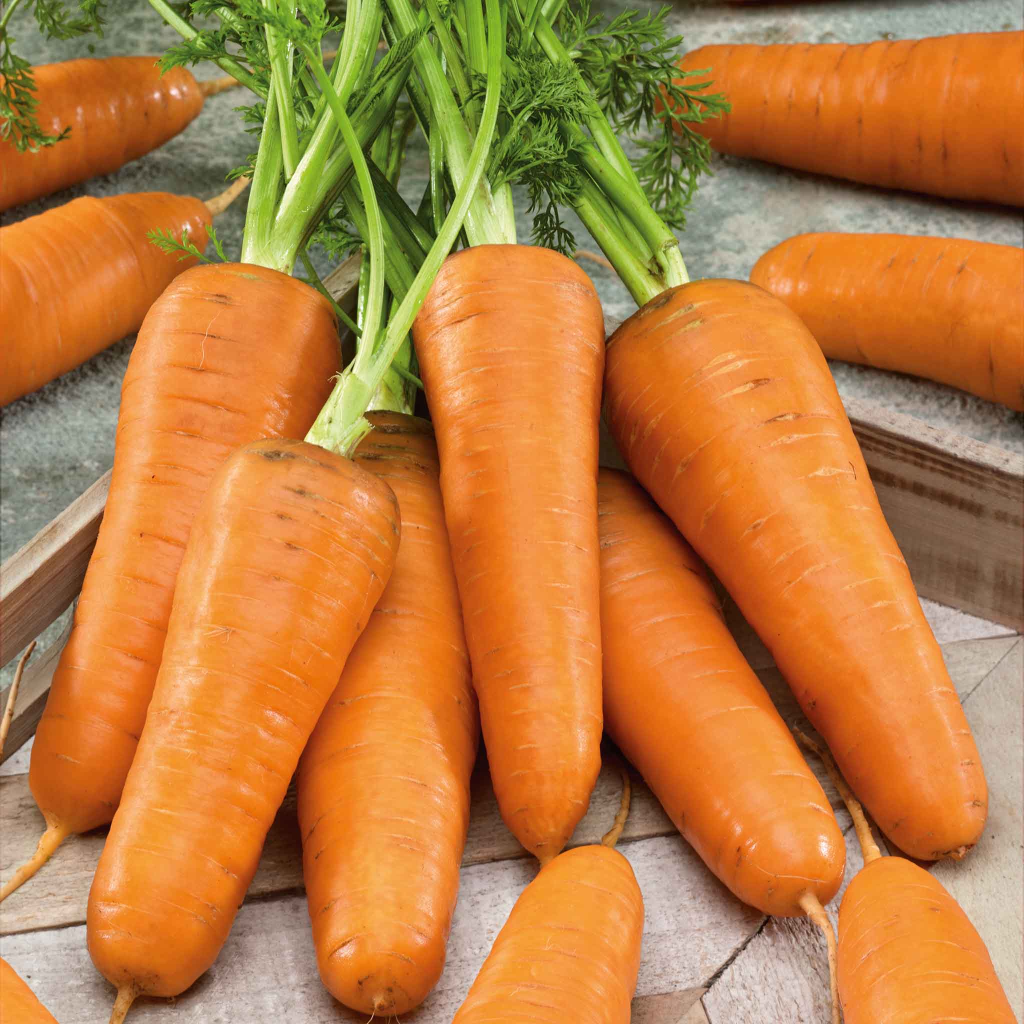 Carrot Seeds - Royal Chantenay