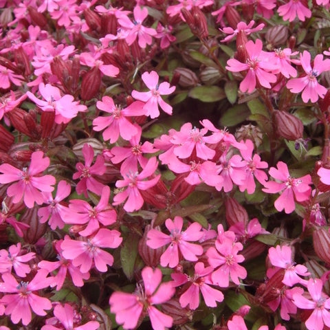 Nodding Catchfly Seeds