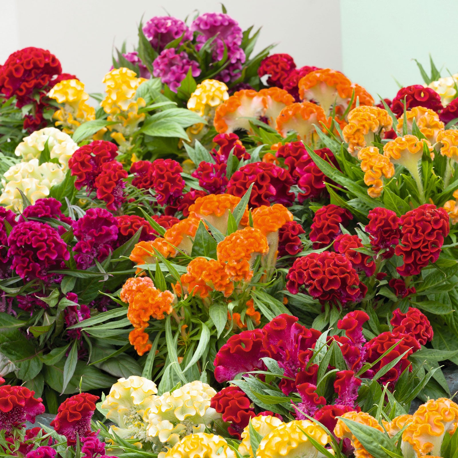 Celosia Seeds - Cristata Mix