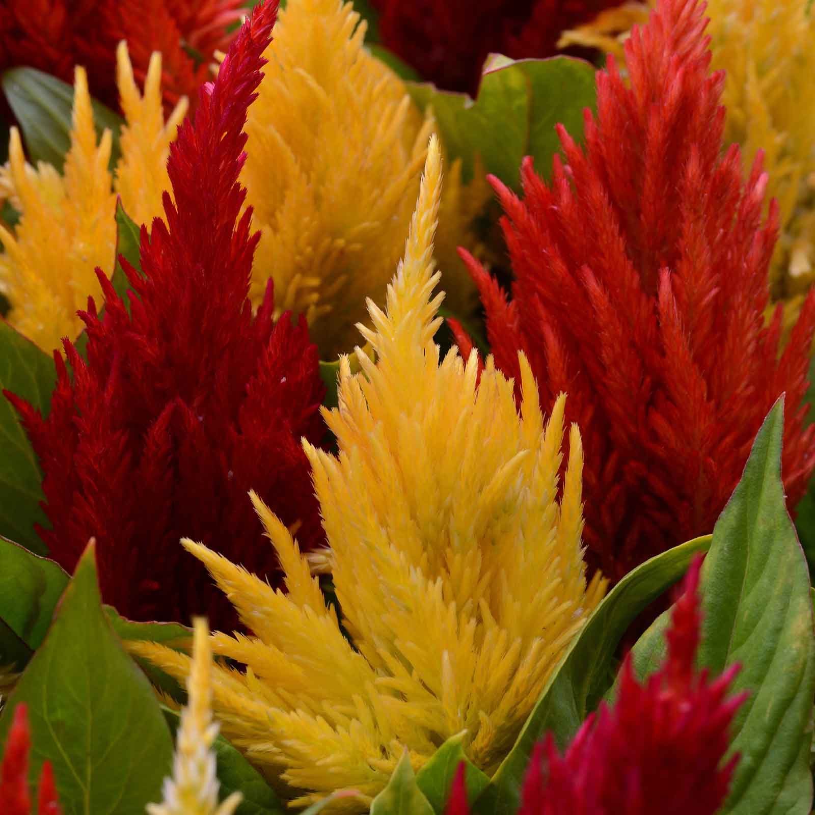 Celosia Seeds - First Flame Mix