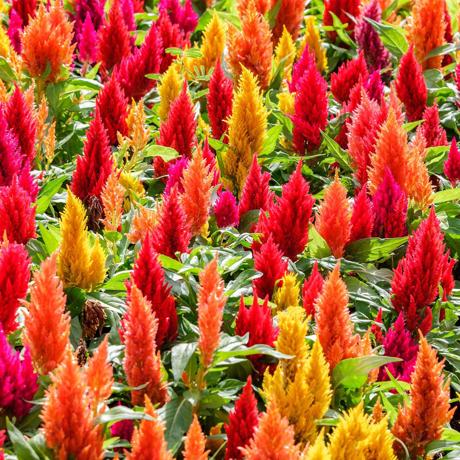 Celosia Seeds - First Flame Mix