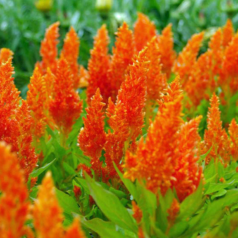 Celosia Seeds - Golden Plume