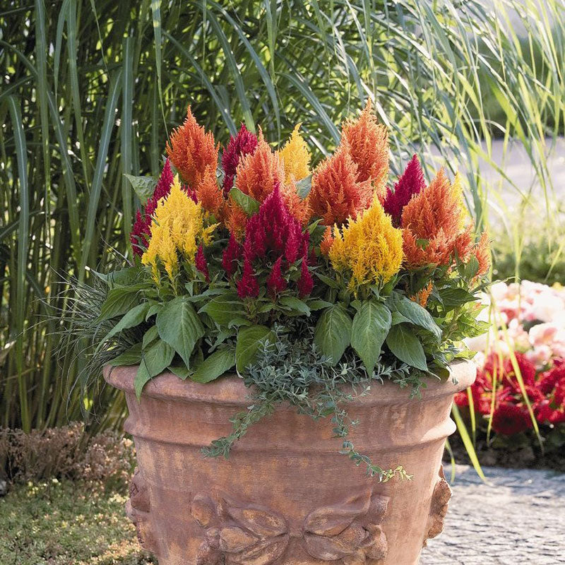 Celosia Seeds - Plumosa Lilliput Kewpie Mix