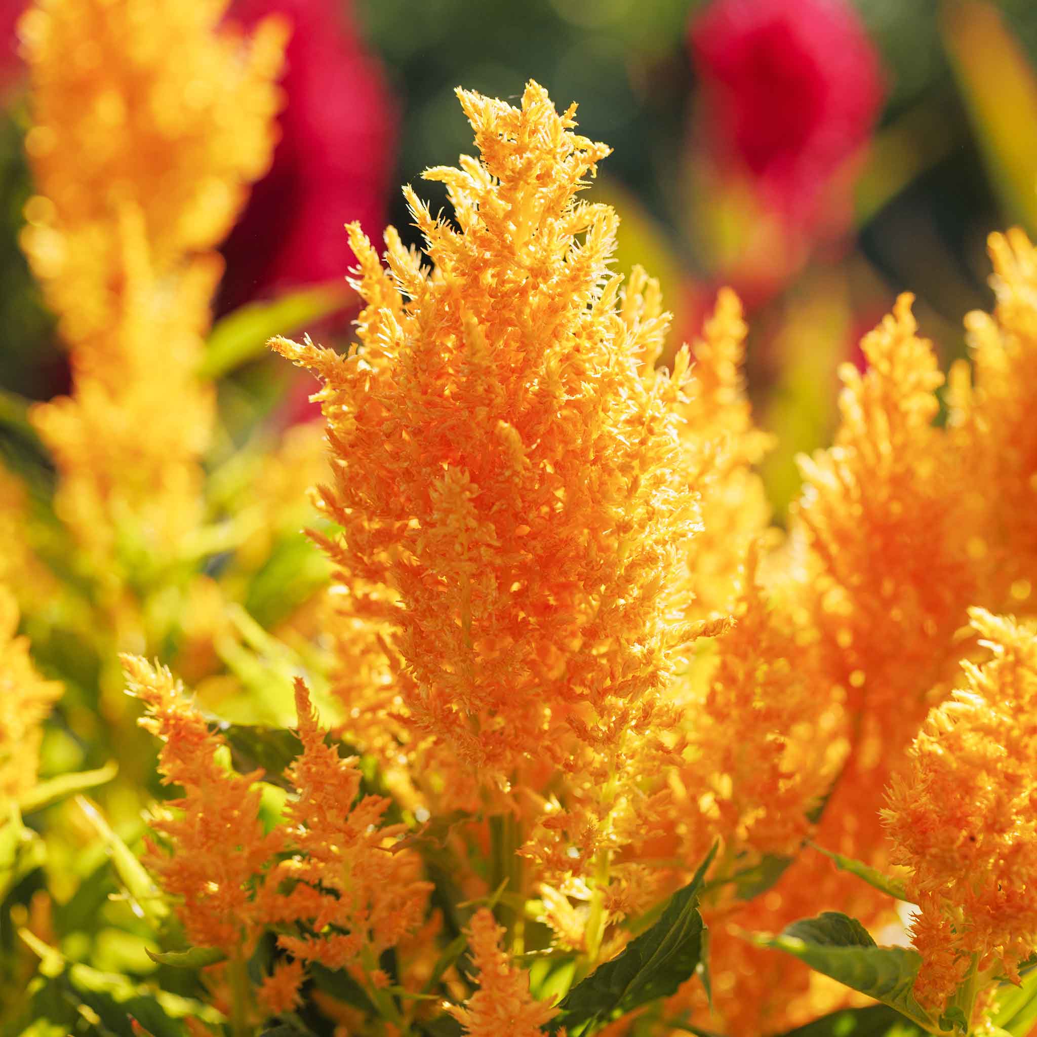 Celosia Seeds - Mixed Pampas Plume