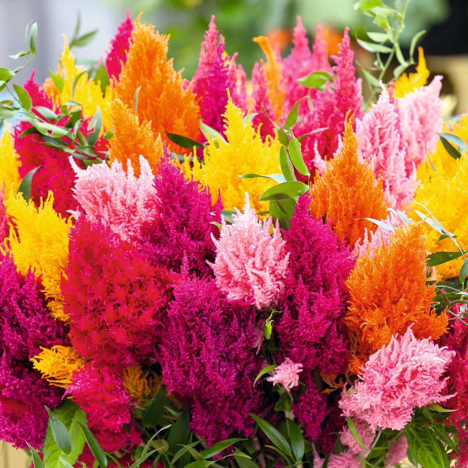 Celosia Seeds - Mixed Pampas Plume