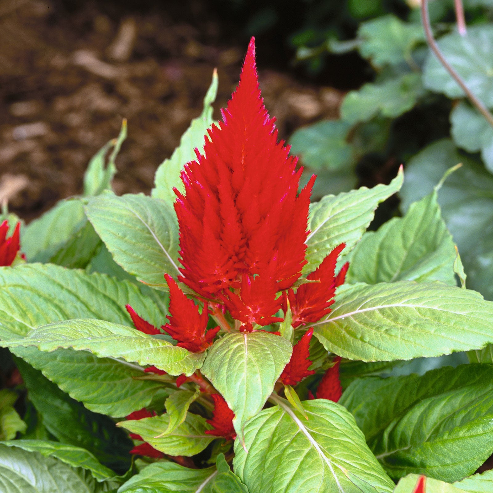 Celosia Seeds - Scarlet Plume