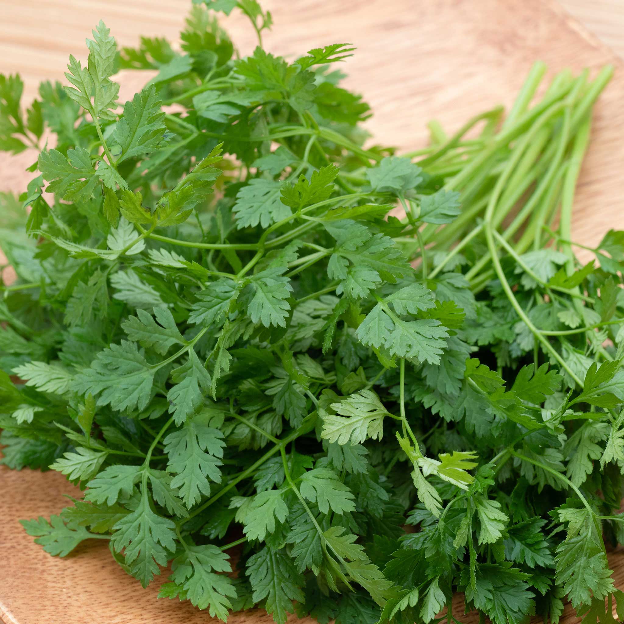 Chervil Seeds