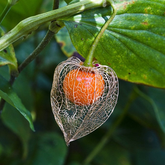 Chinese Lantern Seeds