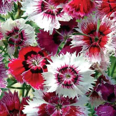 Chinese Pinks Seeds - Babydoll Mix