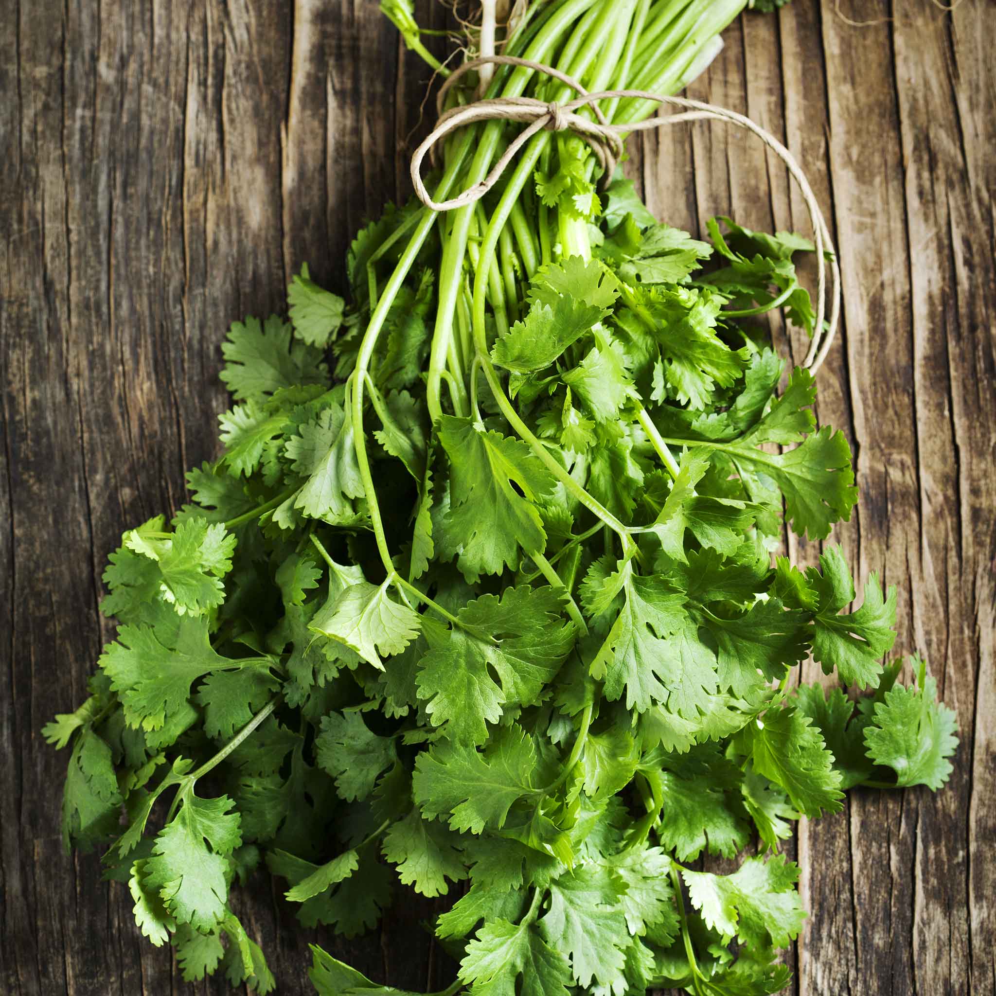 Cilantro/Coriander Seeds - Fiesta Green