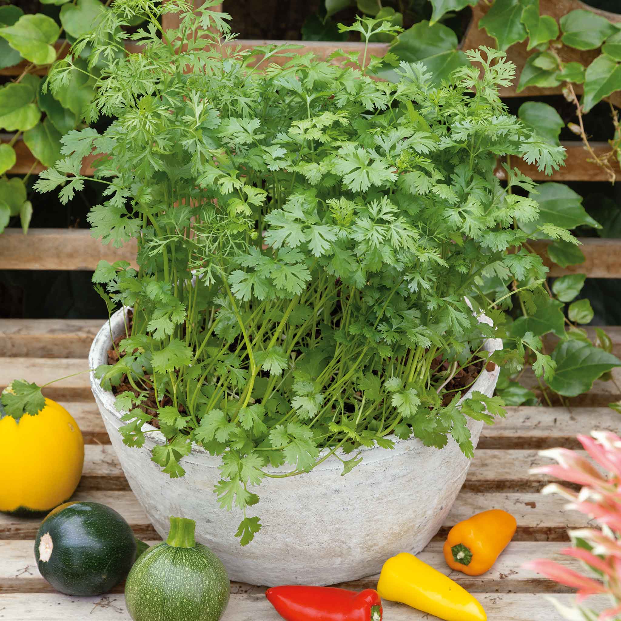 Cilantro/Coriander Seeds - Leisure