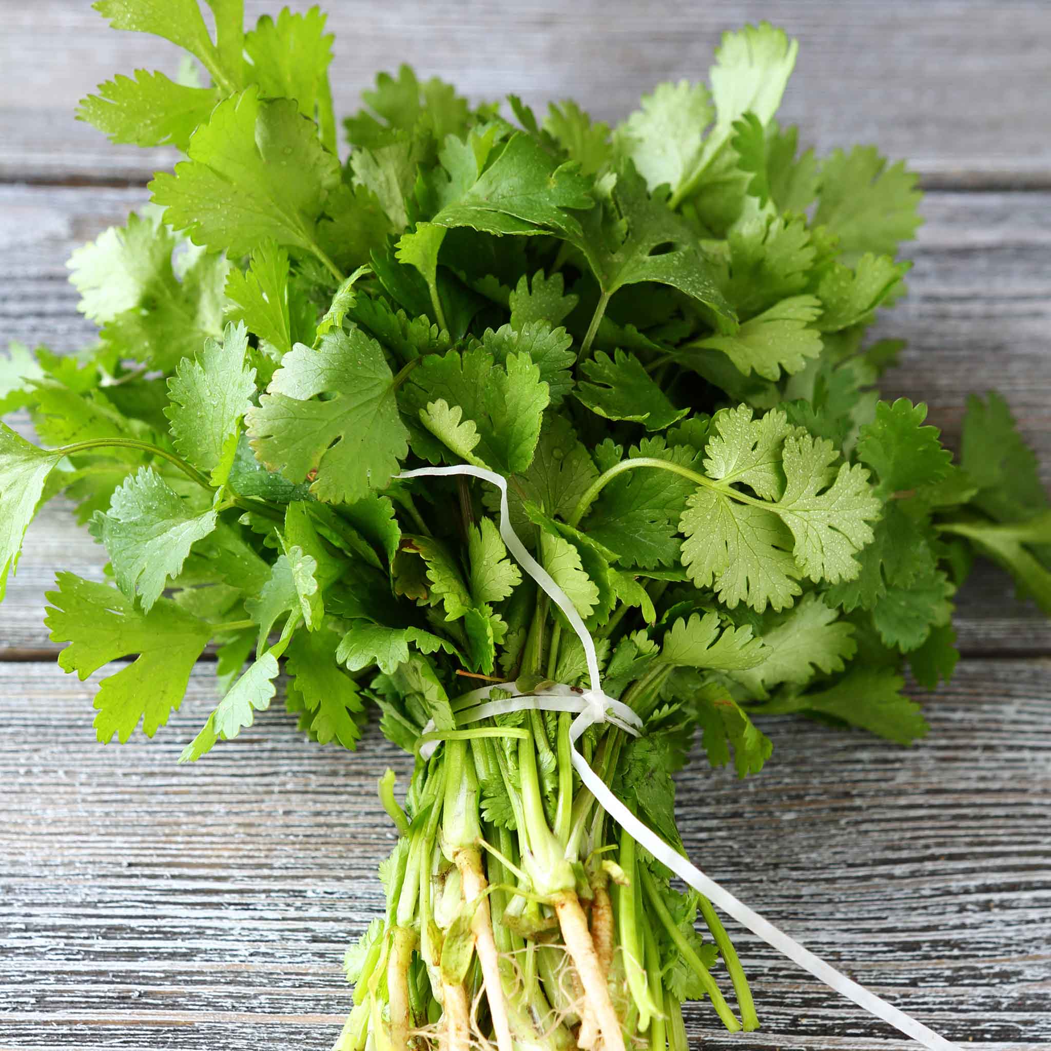 Organic Cilantro/Coriander Seeds - Long Standing