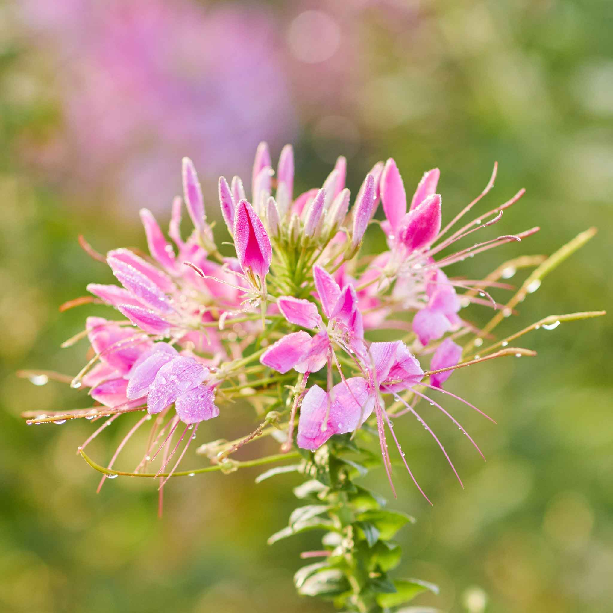 Cleome Seeds - Cherry Queen