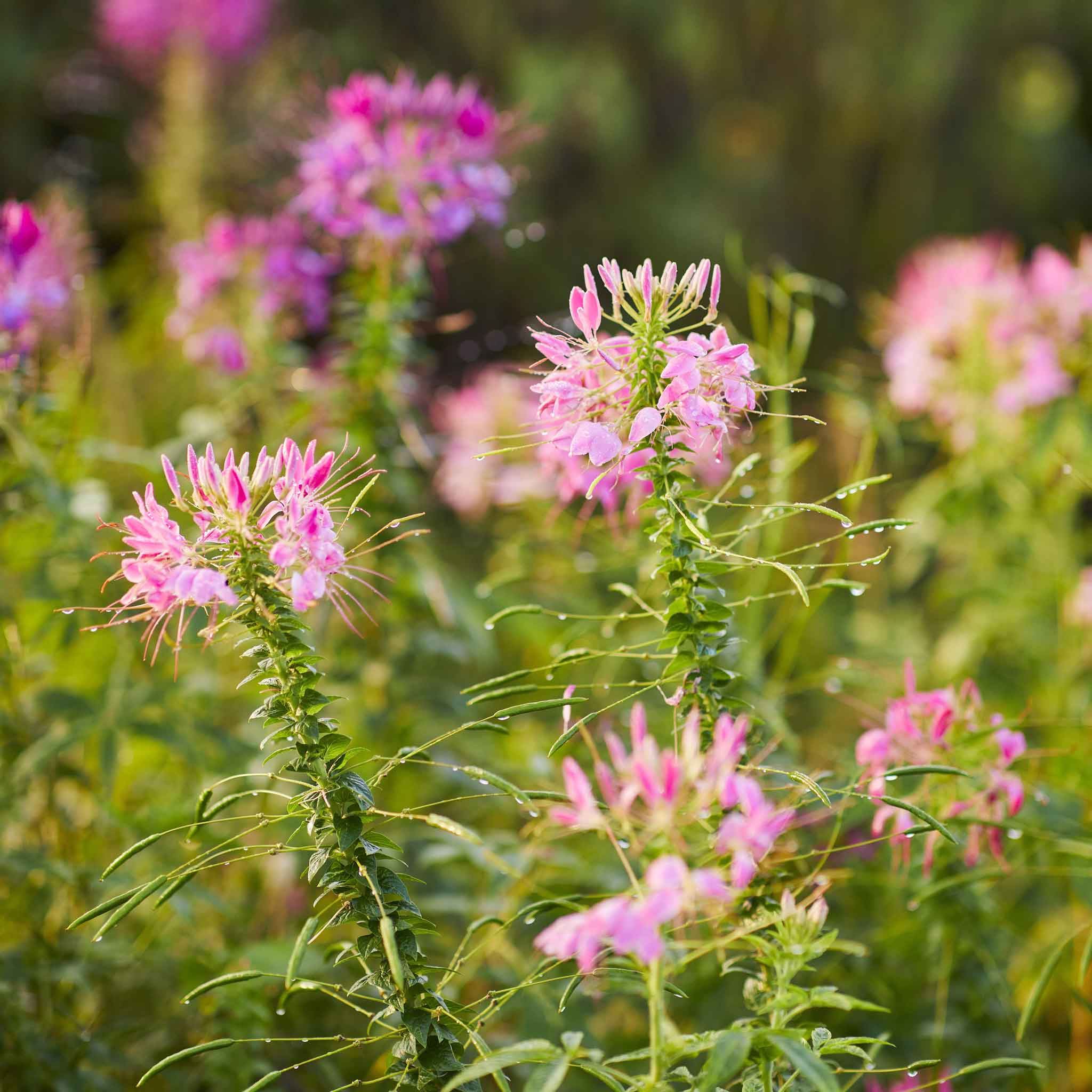 Cleome Seeds - Cherry Queen