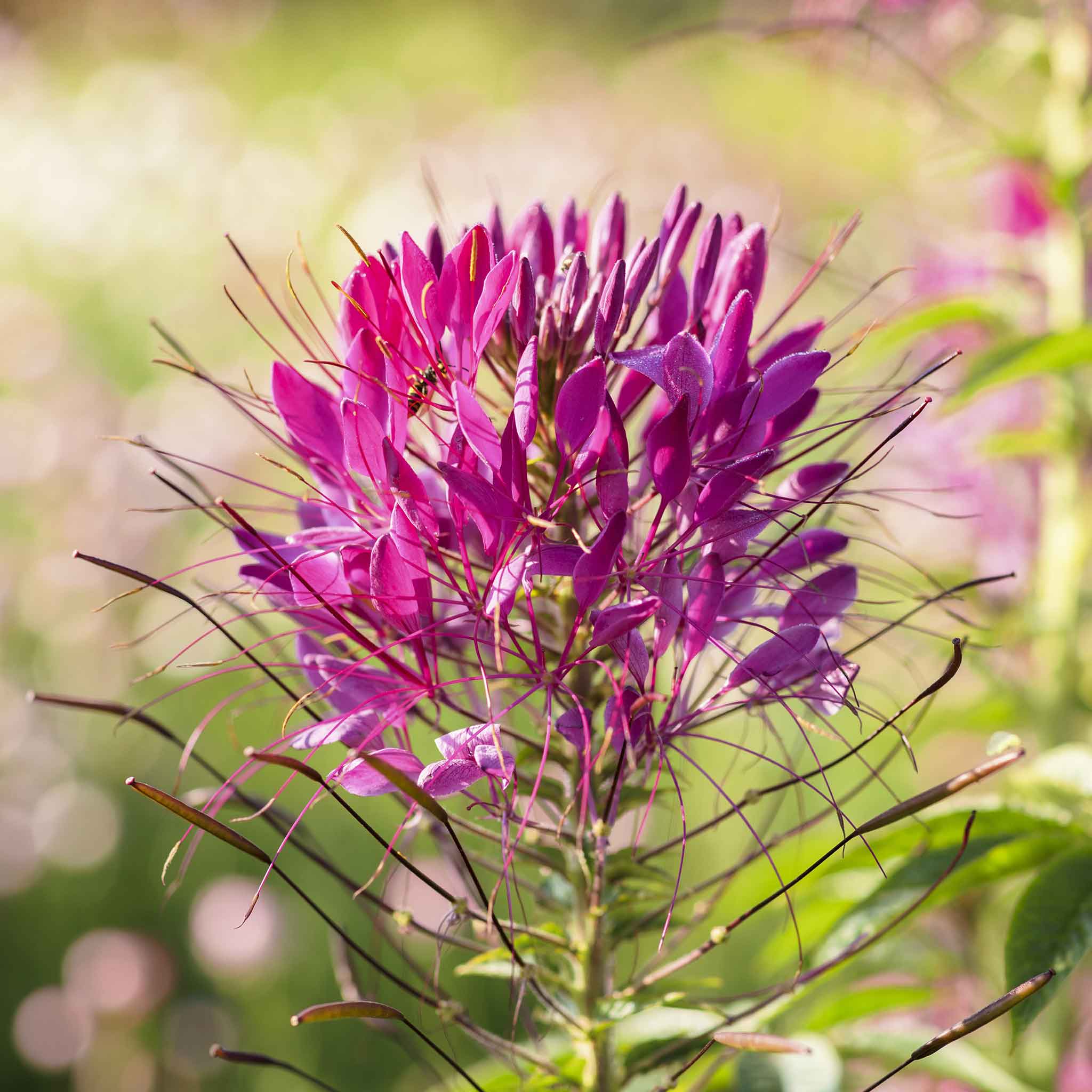 Cleome Seeds - Mauve Queen