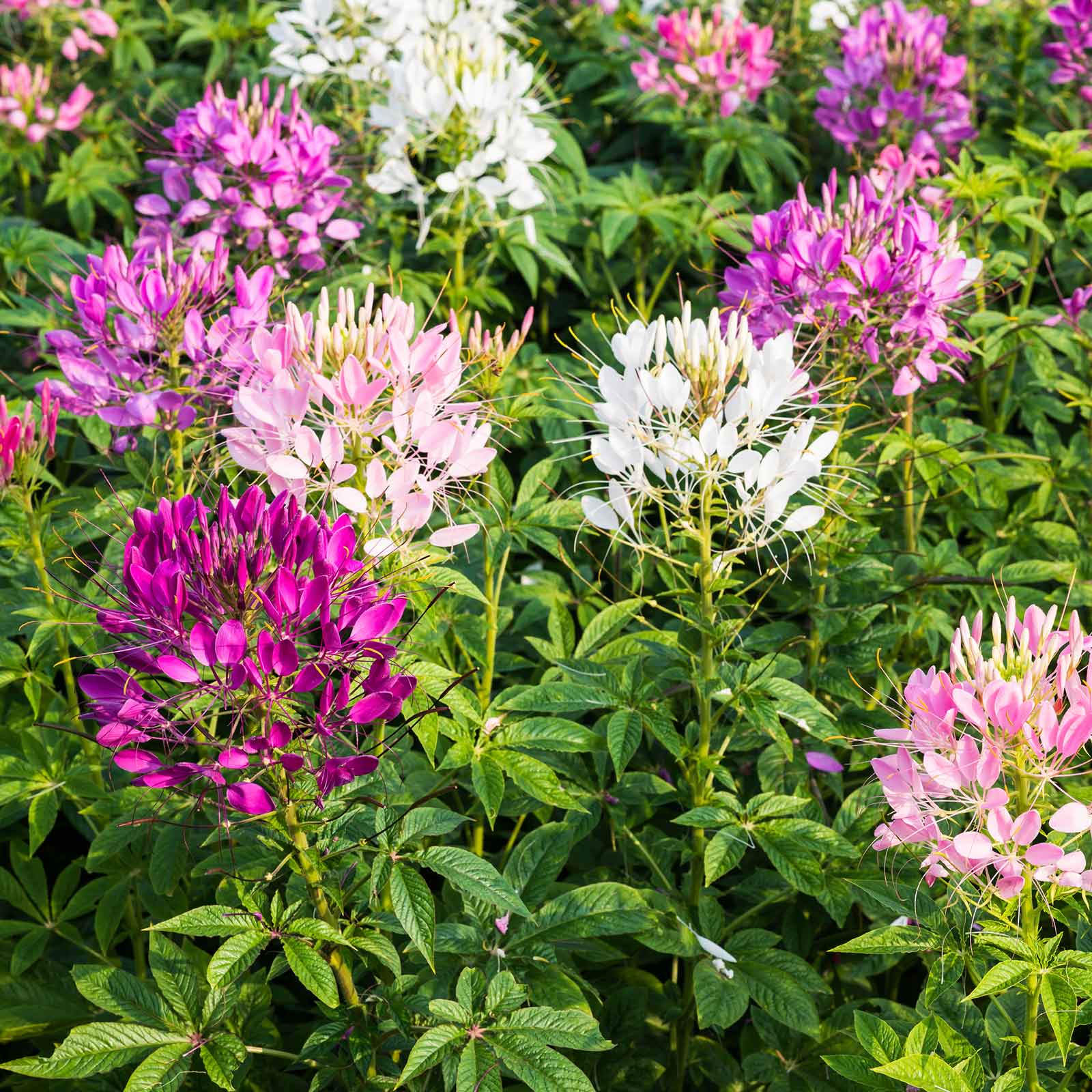 Cleome Seeds - Mixed Colors