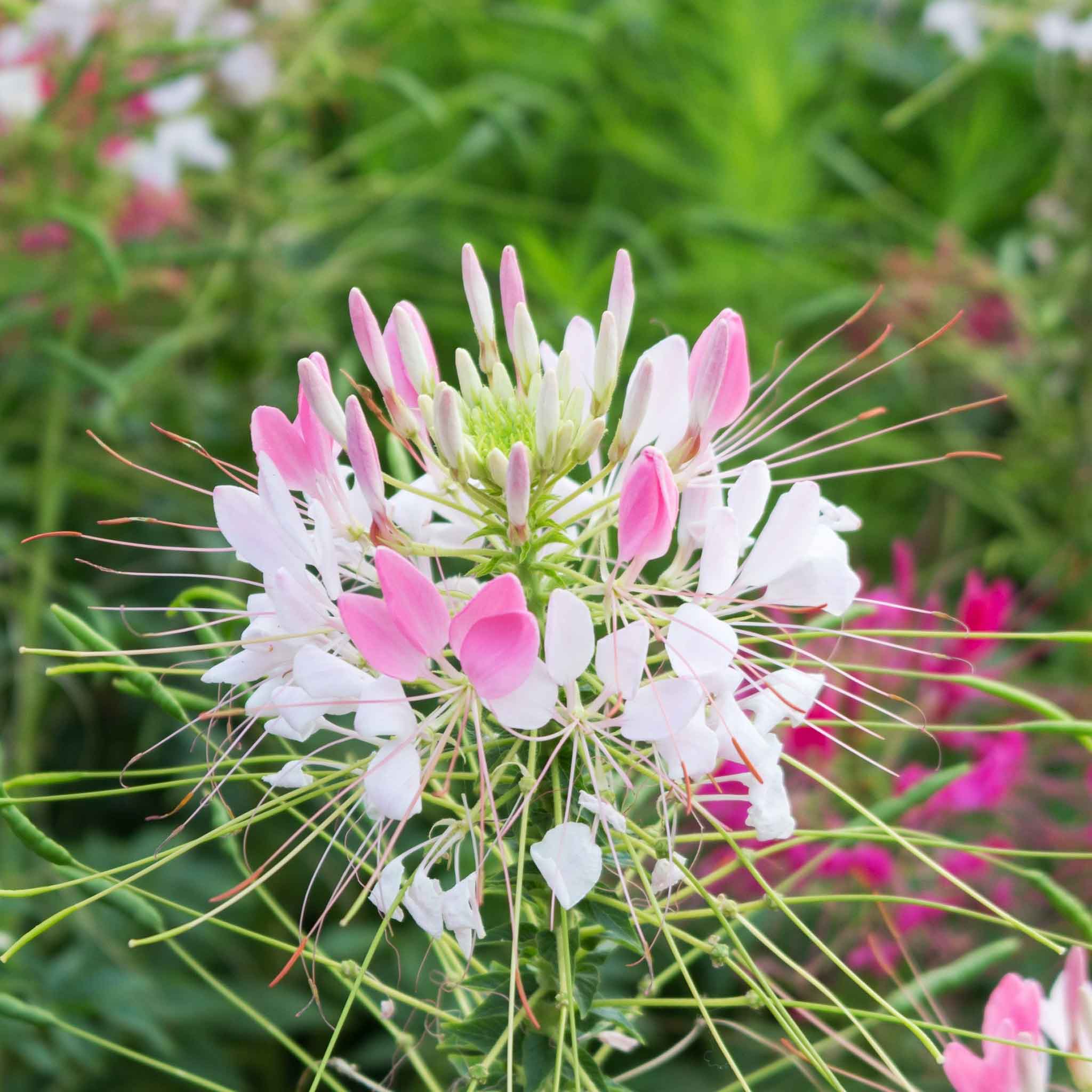 Cleome Seeds - Sparkler Blush