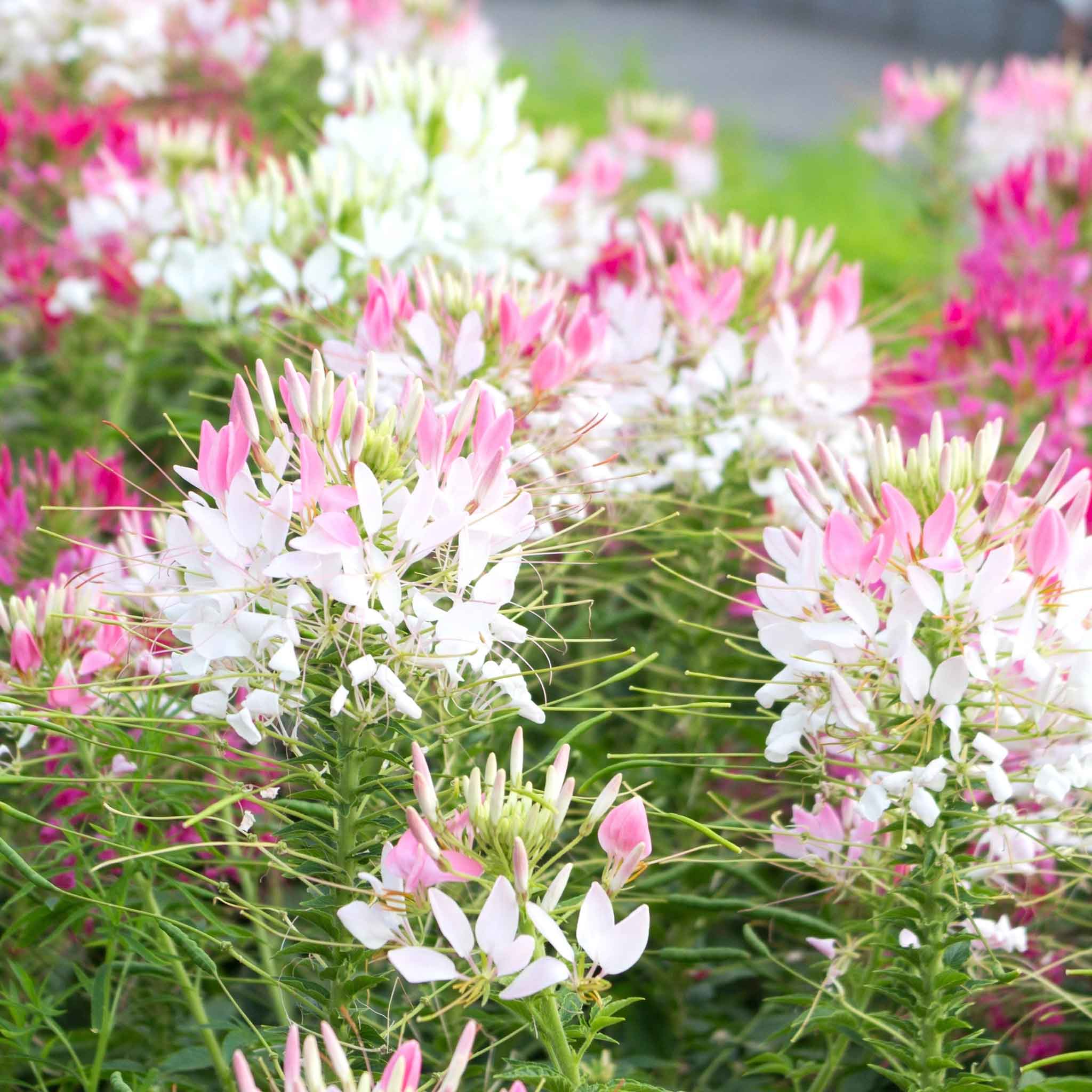 Cleome Seeds - Sparkler Blush