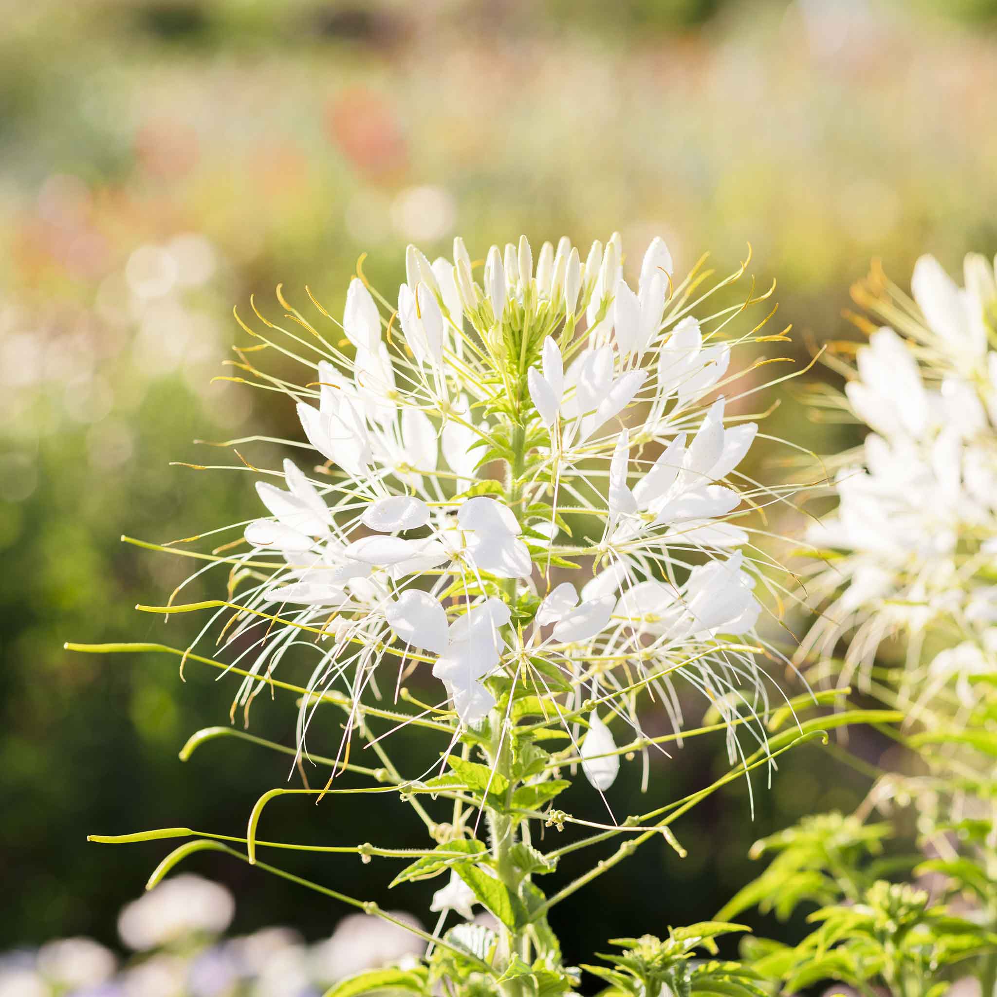 Cleome Seeds - White Queen