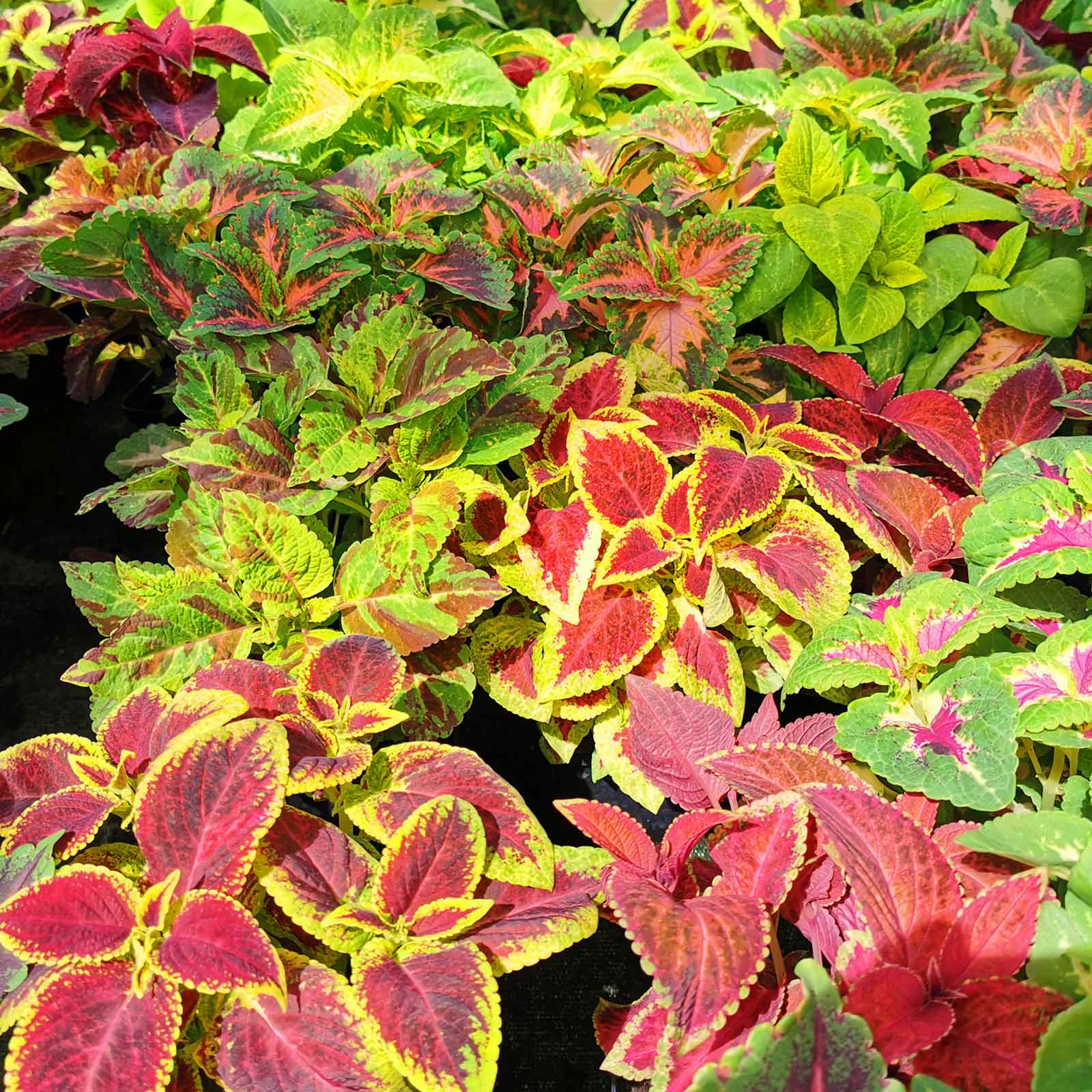 Coleus Blumei - Rainbow Mix