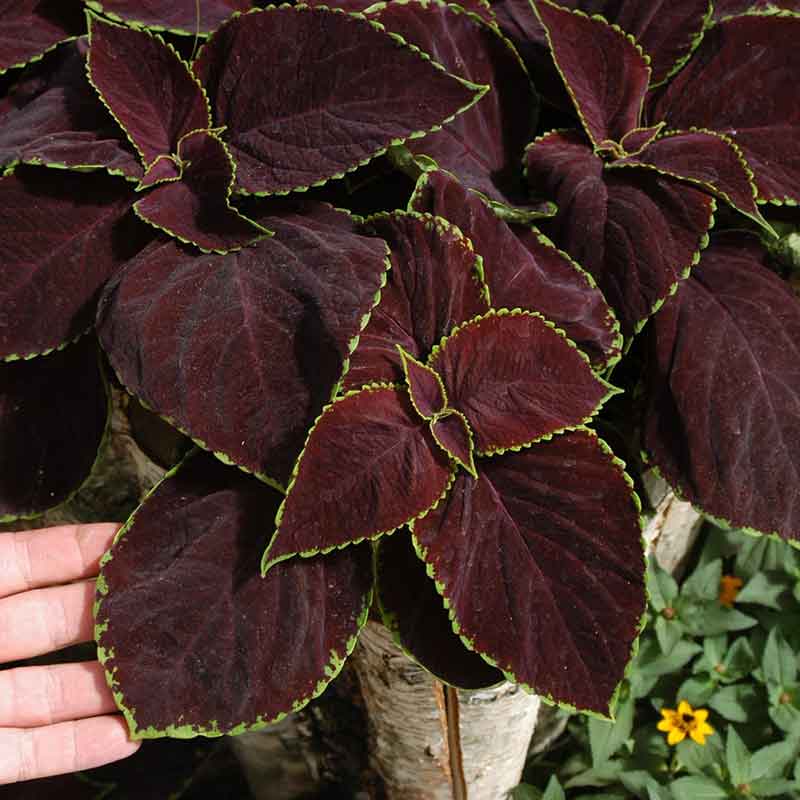 Coleus Seeds - Chocolate Mint