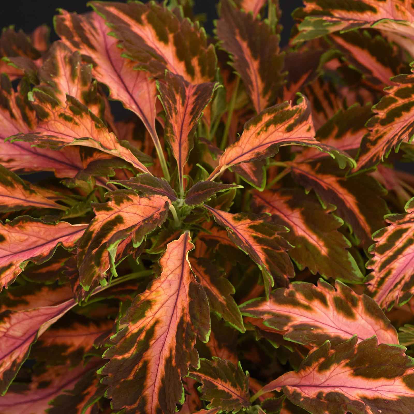 Coleus Seeds - Coral Candy