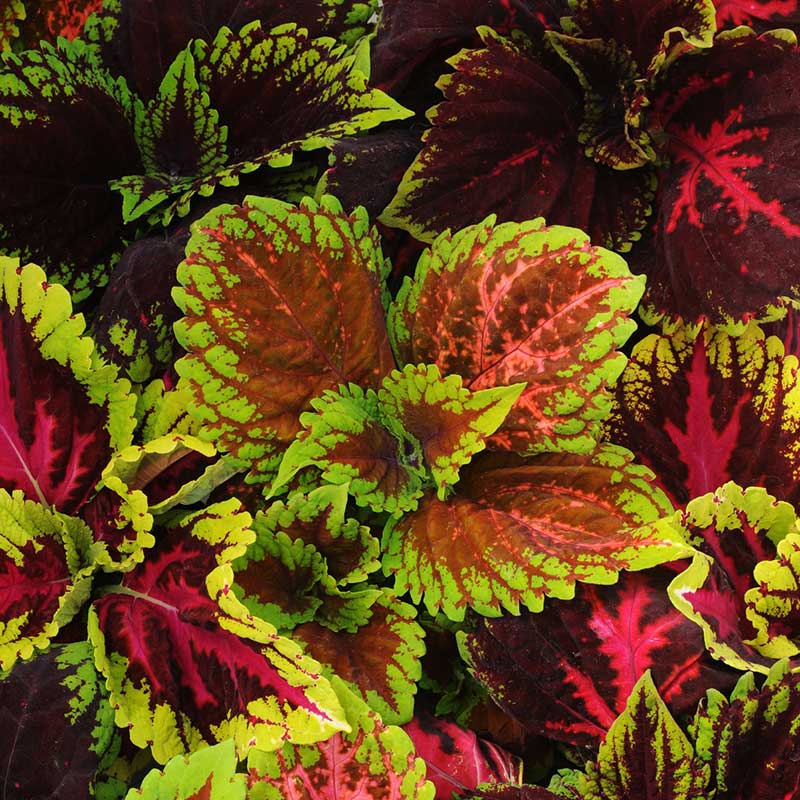 Coleus Seeds - Kong Empire Mix