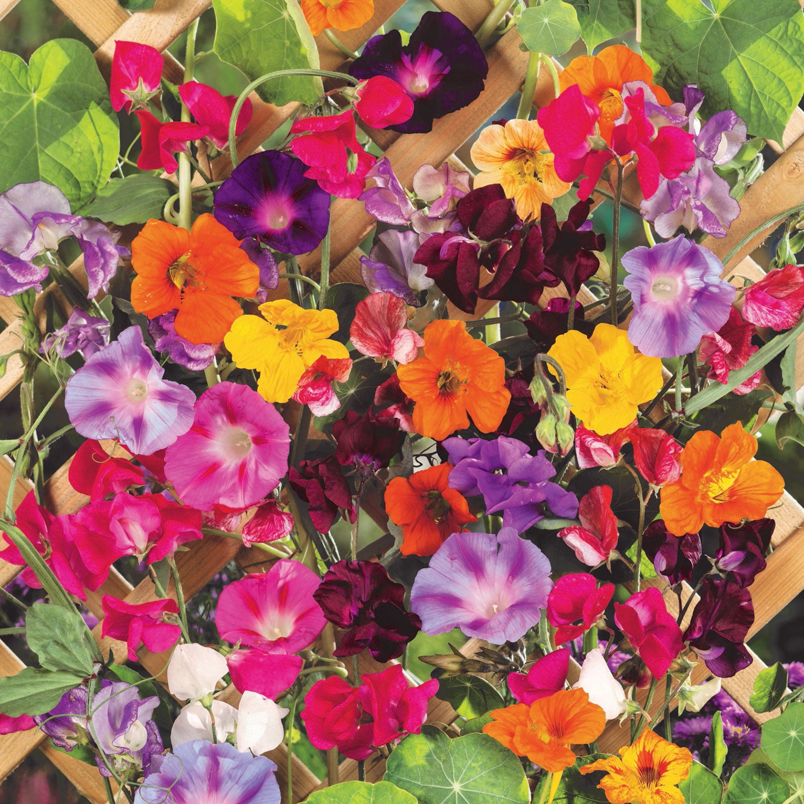 Colorful Climbers Flower Seed Mix