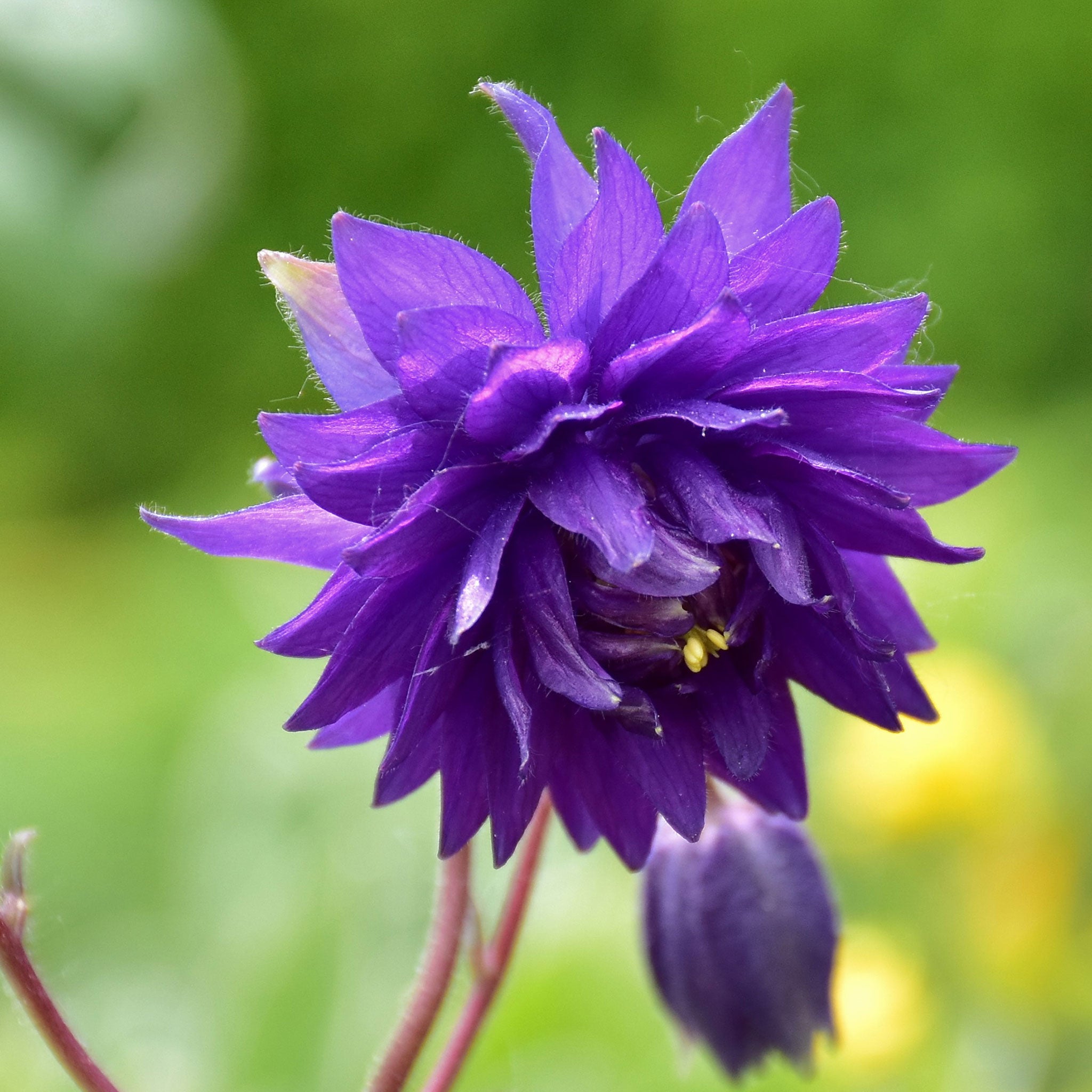 Columbine Seeds - Barlow Mix