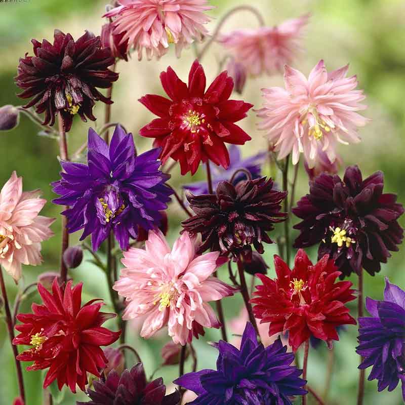 Columbine Seeds - Barlow Mix