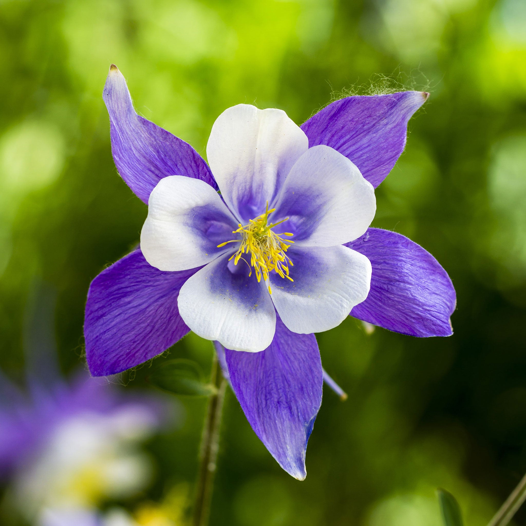 Blue Columbine Seeds