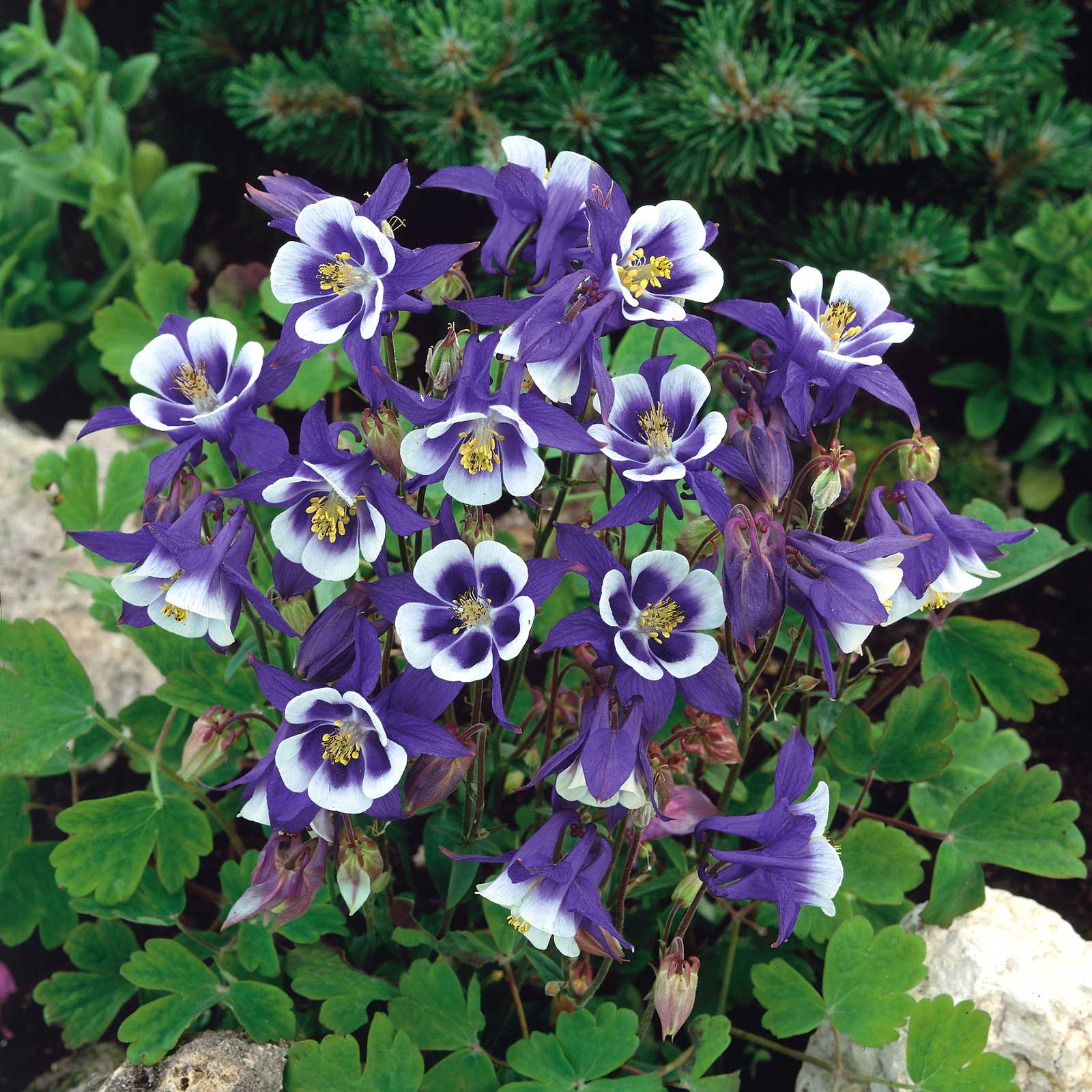 Columbine Seeds - Blue Star