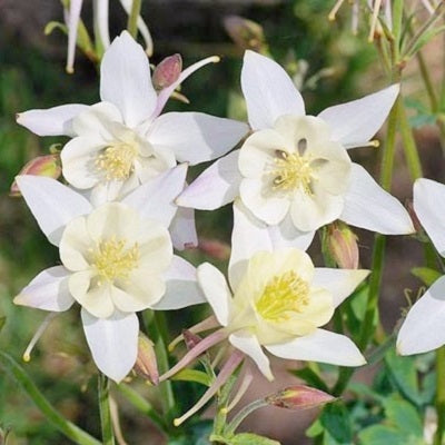 Columbine Seeds - Crystal Star