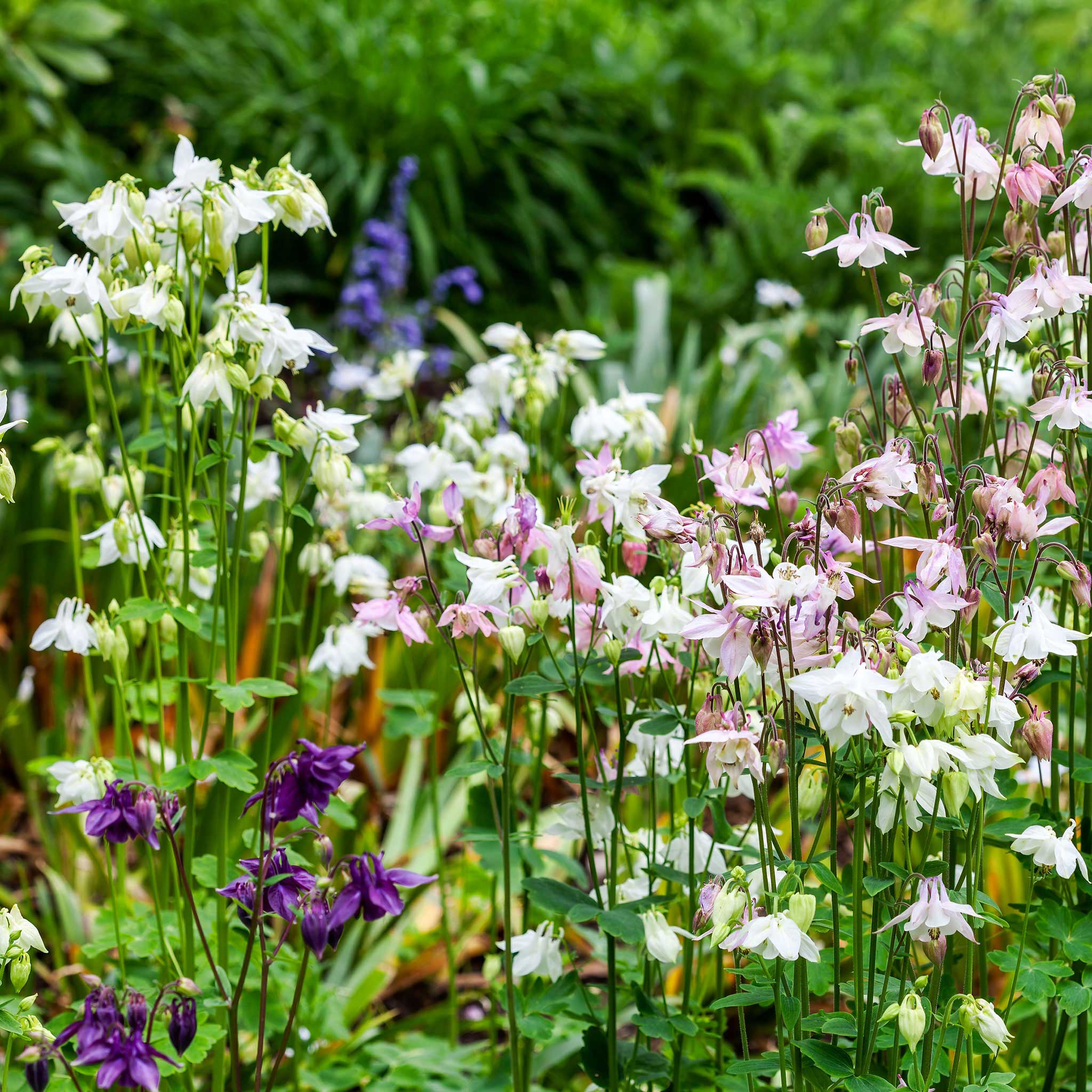 Dwarf/European Columbine Seeds