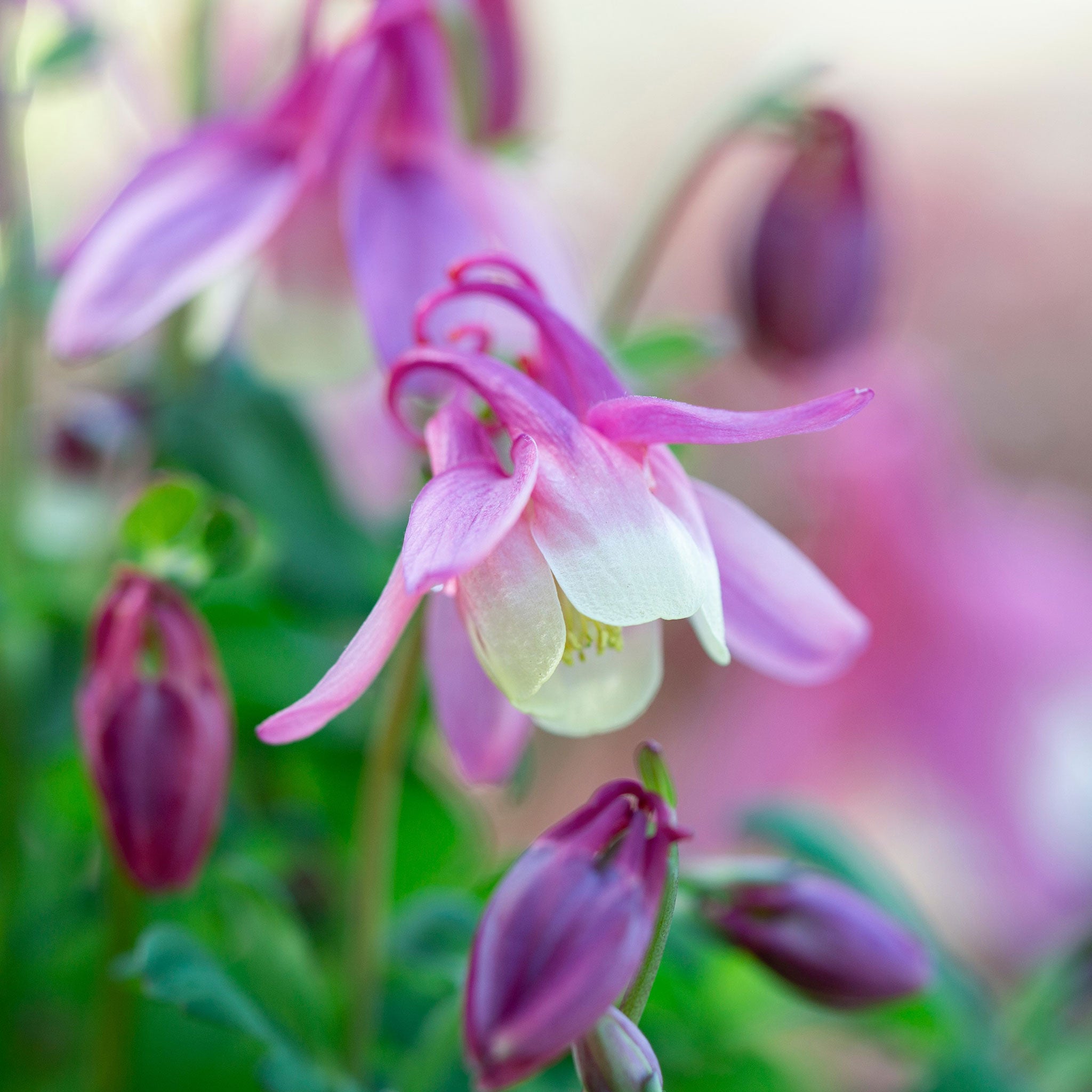 Dwarf/European Columbine Seeds