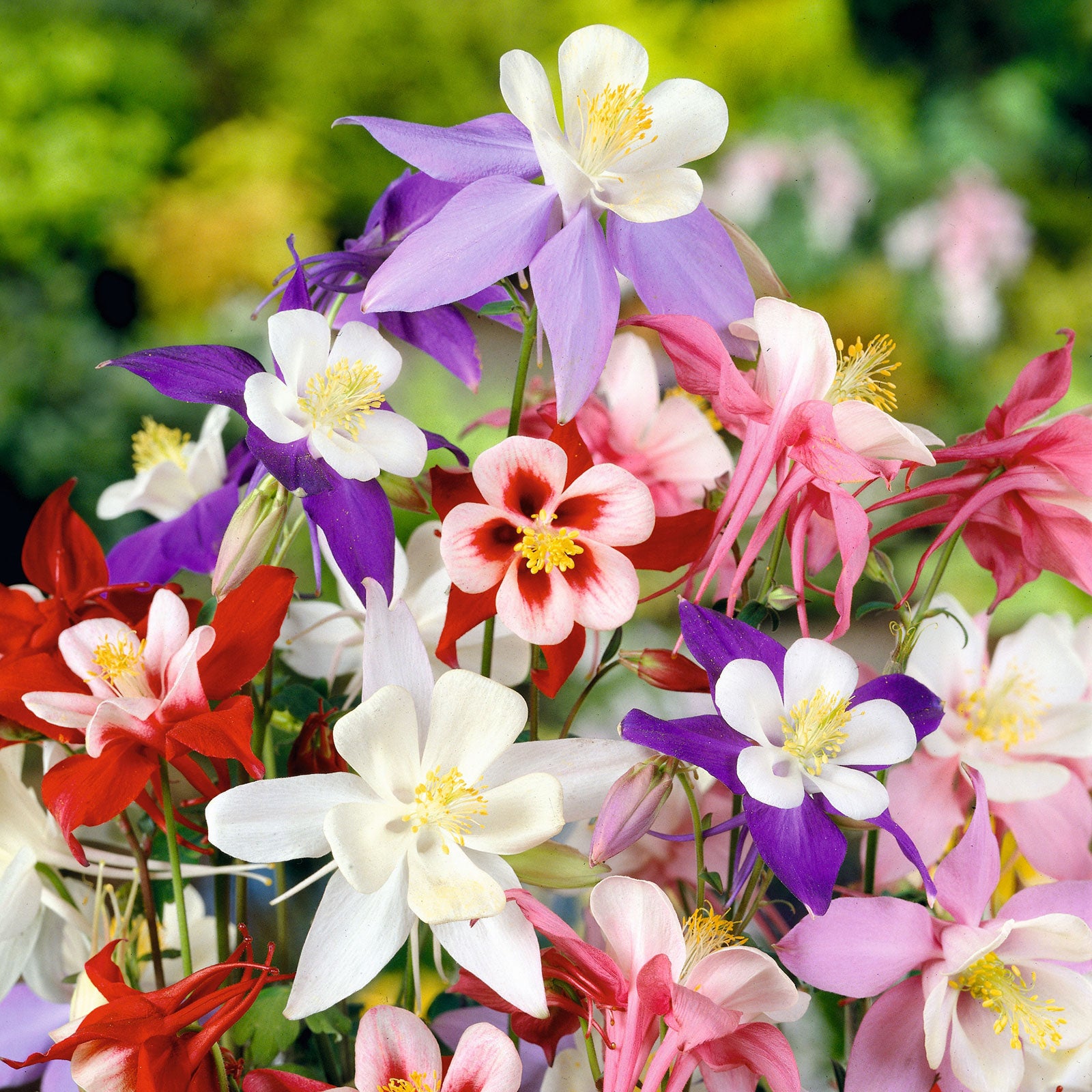 Columbine Seeds - McKana Giant Mix