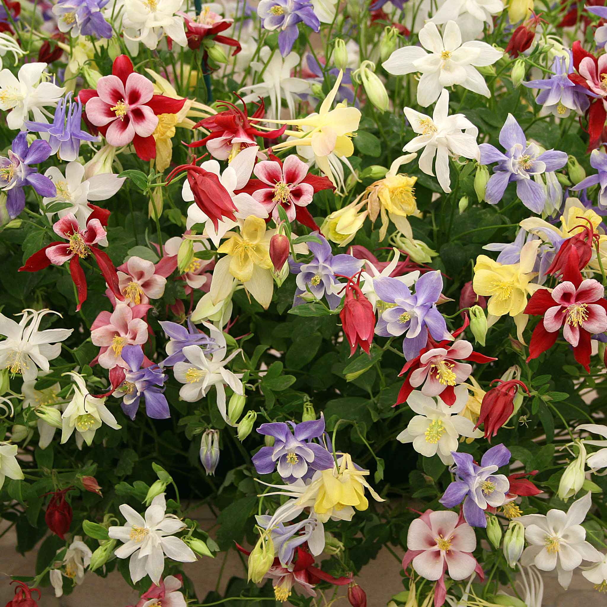 Columbine Seeds - McKana Giant Mix