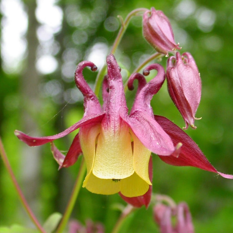 Oriental Columbine Seeds