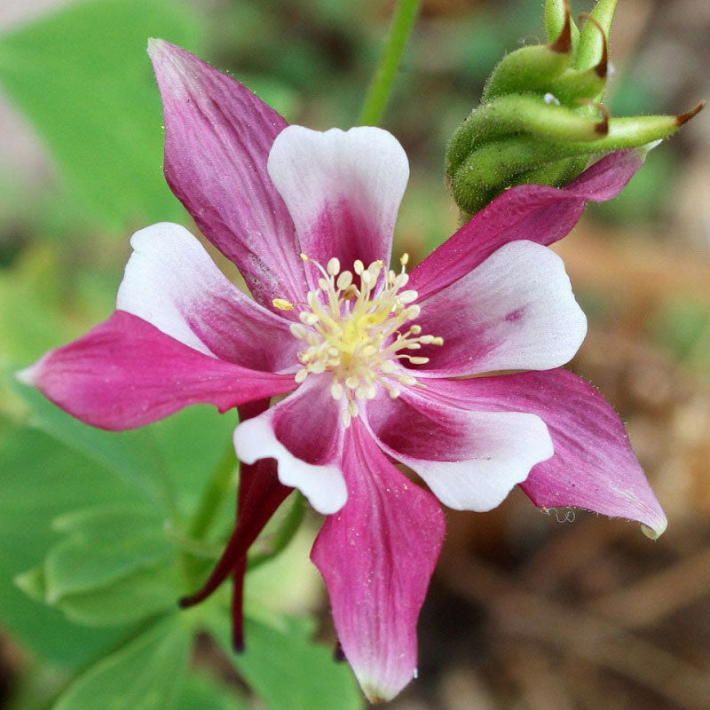 Columbine Seeds - Rose Star