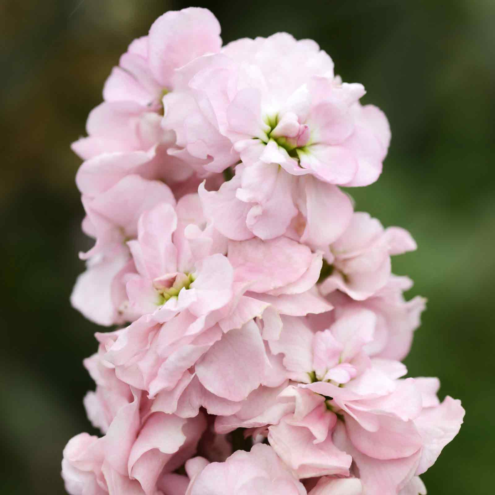 Column Stock Seeds - Appleblossom