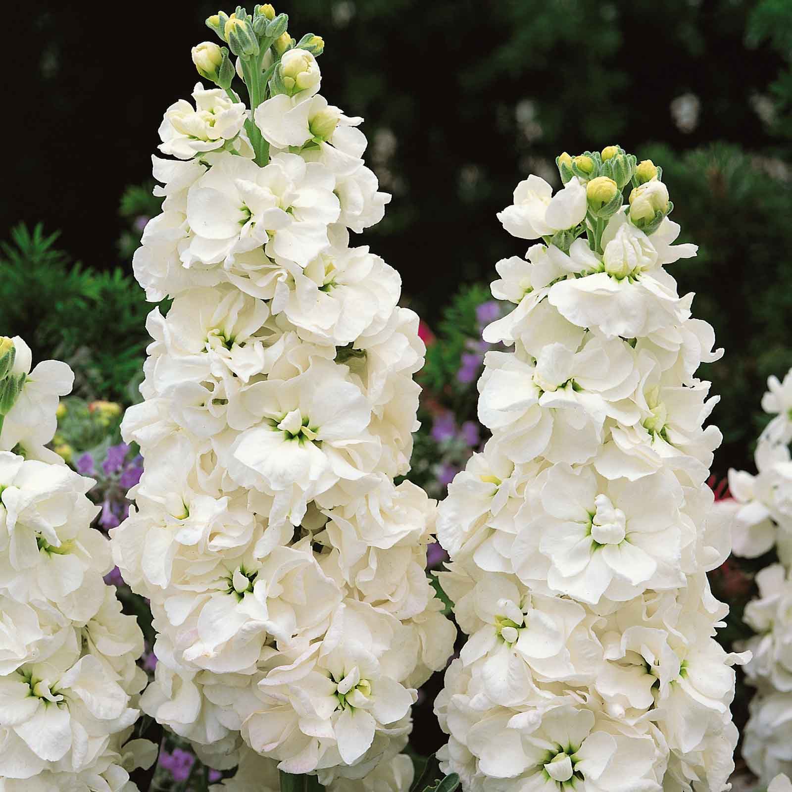 Column Stock Seeds - White Goddess