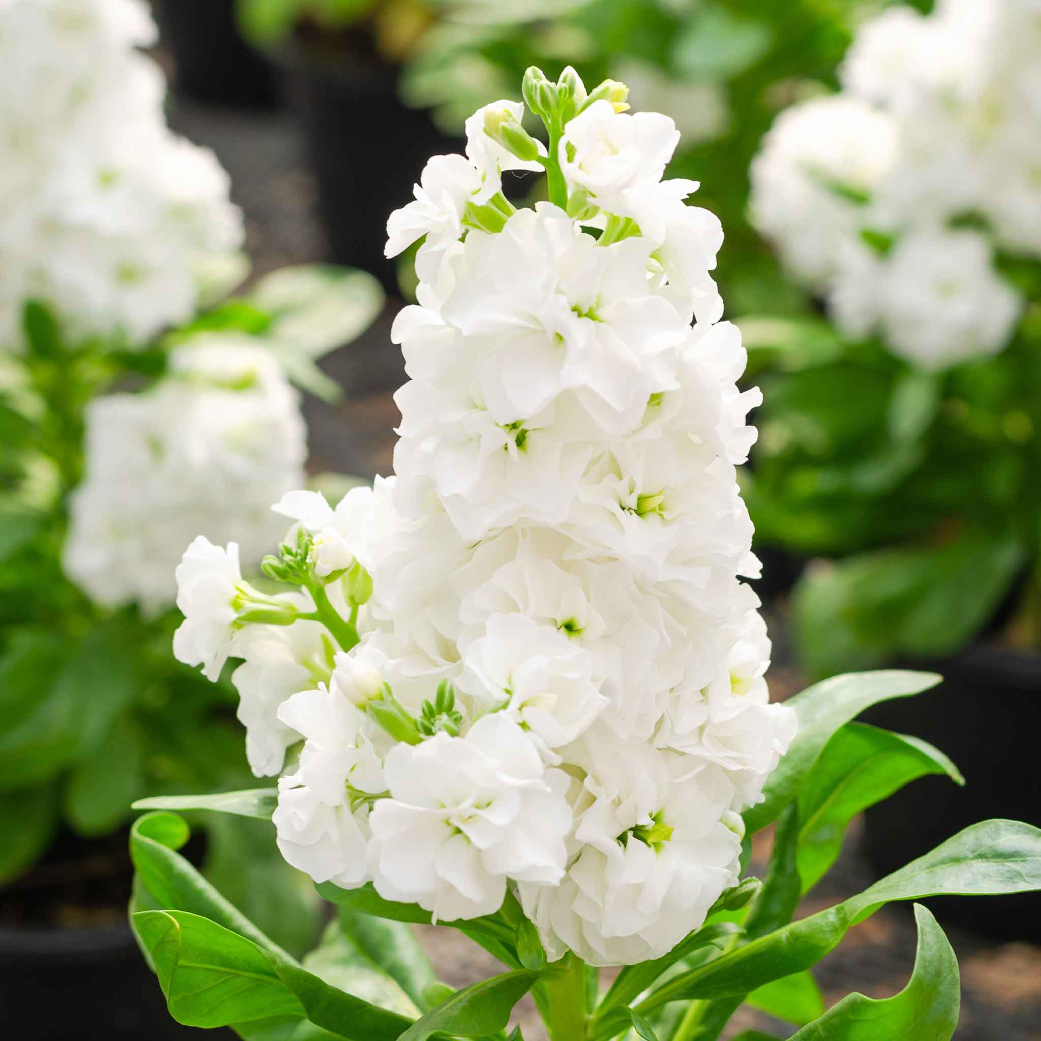 Column Stock Seeds - White Goddess