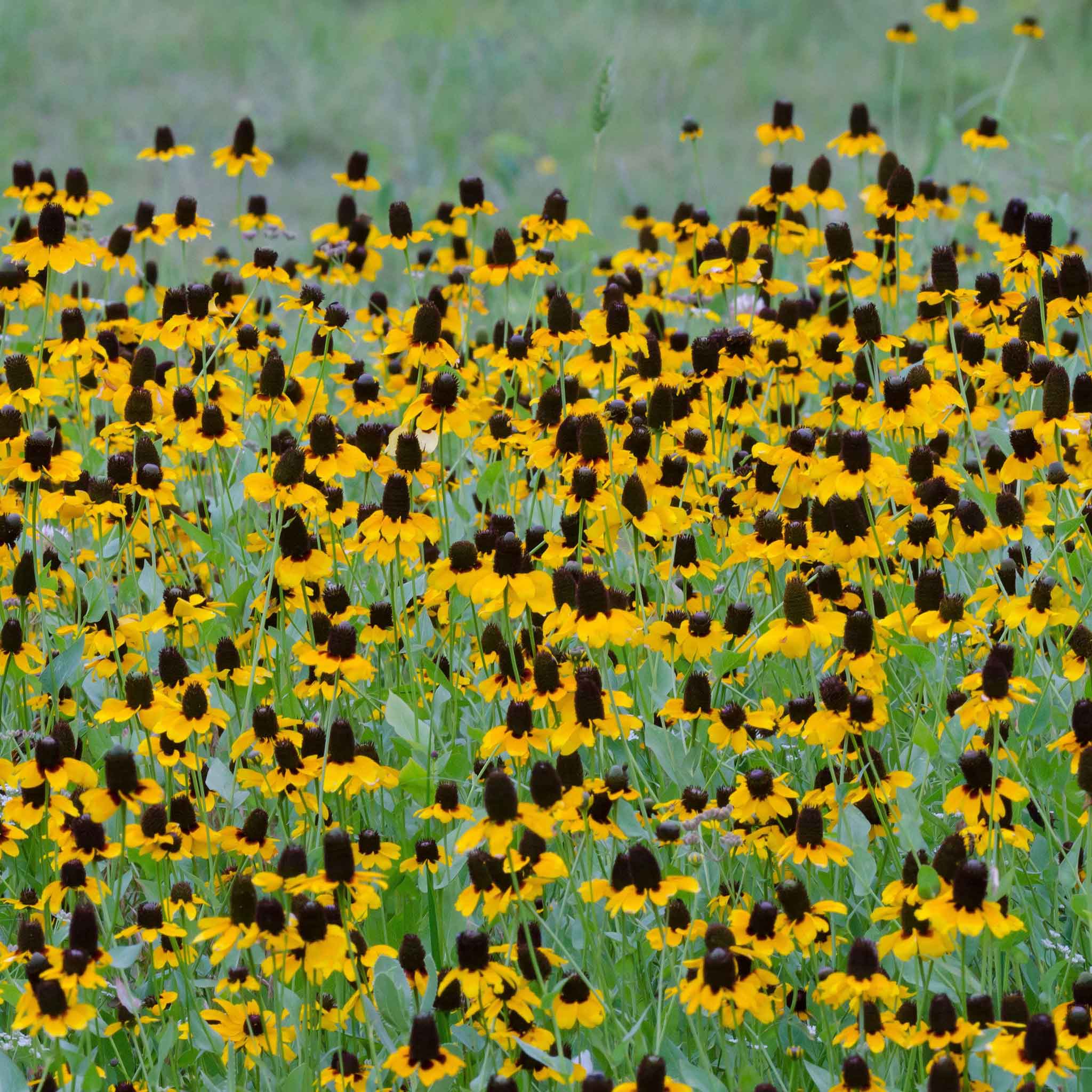 Clasping Coneflower Seeds