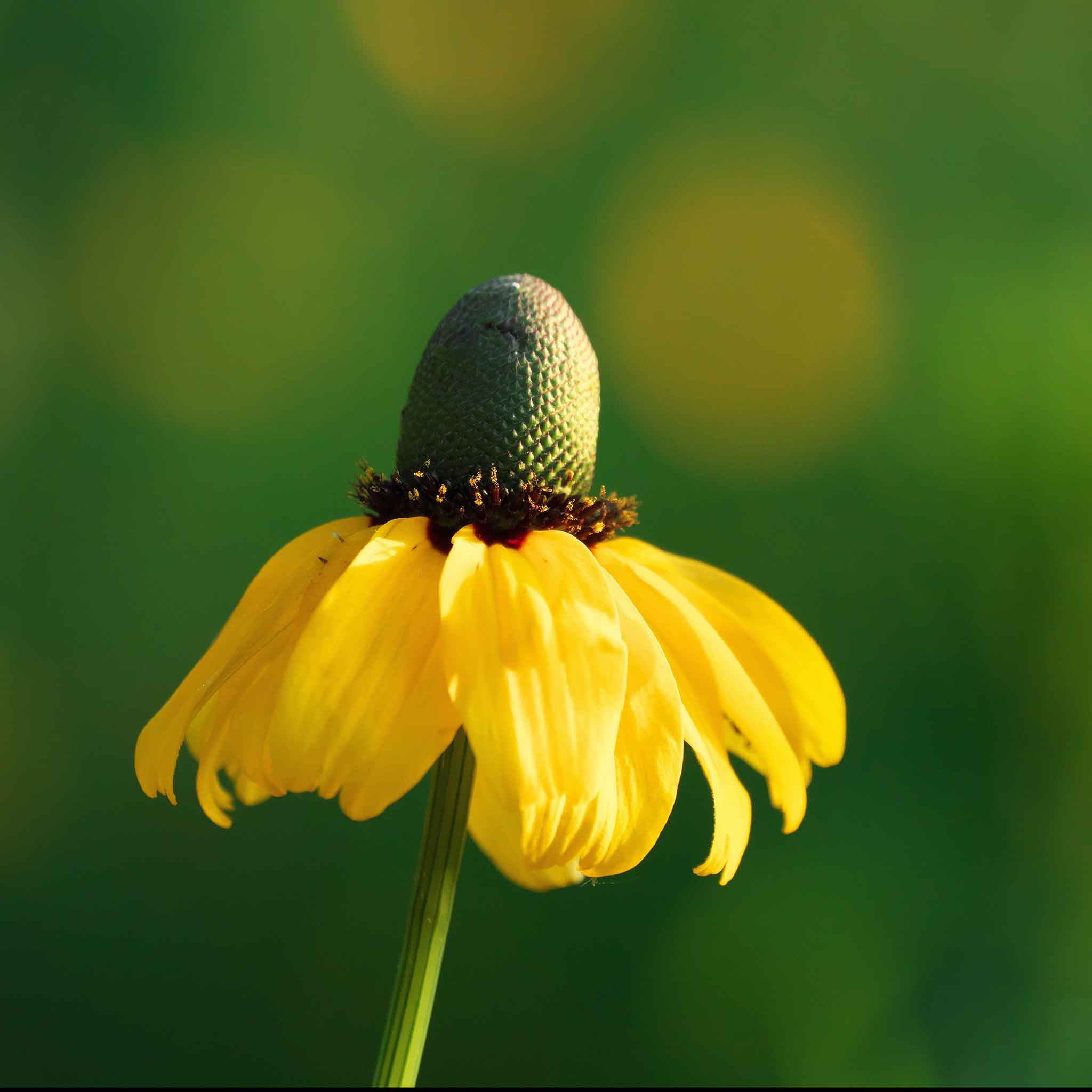 Clasping Coneflower Seeds